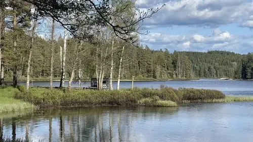 Stilla skogssjö med vass och björkar en sommardag